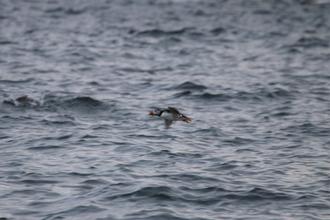 Flying Puffin