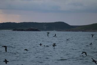 Shearwaters taking off