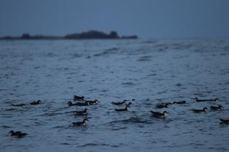 Shearwaters gathering