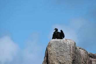 Shag near Annet drying its wings