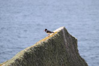 Oystercatcher