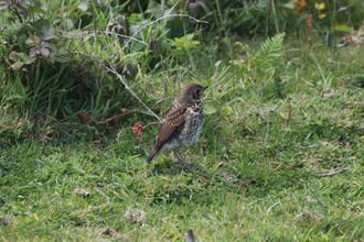 Thrush