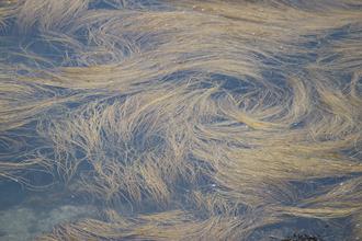 Swirling seaweed