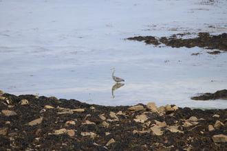 Heron reflecting