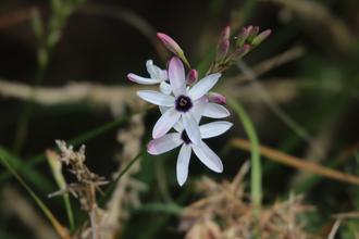 Tubular Corn-Lily (Ixia paniculata)?