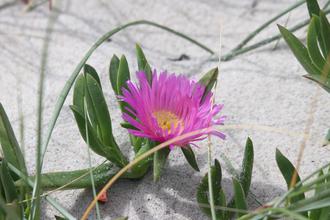 Pink Ice Plant