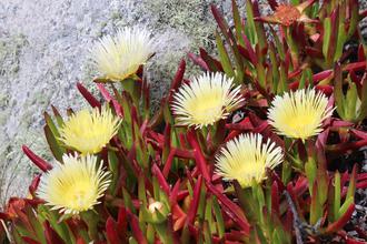 Yellow Ice Plant