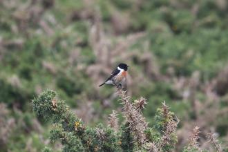 Stonechat