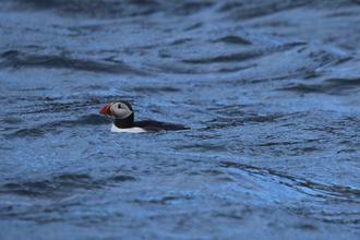 Puffin near Northern Rocks