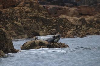 Seals at the Northern Rocks