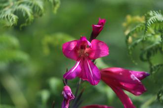 Wild Gladiolus