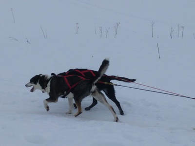 Dogs pulling a sleigh