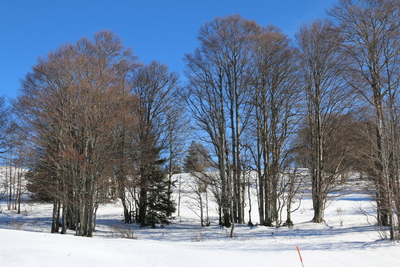 Trees and blue sky