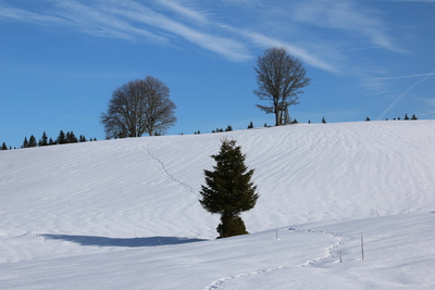 Snowy fields and blue sky