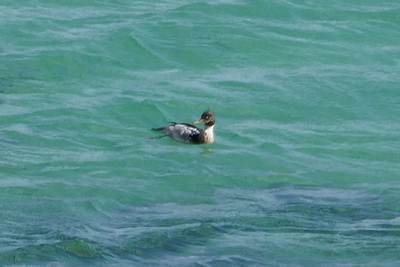 Slavonian Grebe, Waulkmill Bay