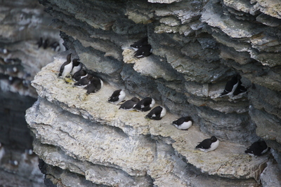 Guillemots, Marwick Head