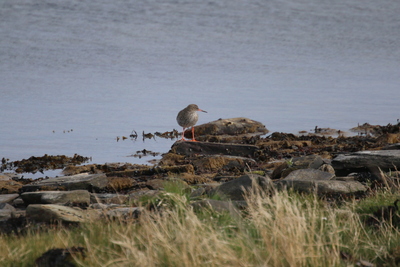Redshank, Ness Of Brodgar