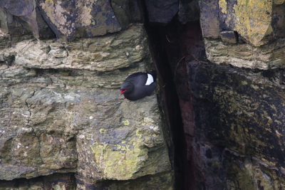 Black Guillemot in the Gloup