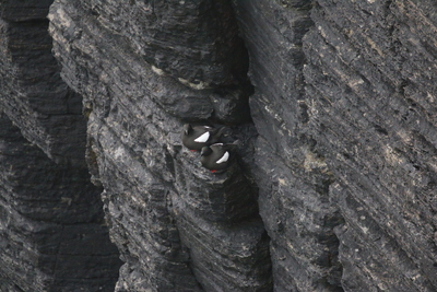 Black Guillemots, Mull Head