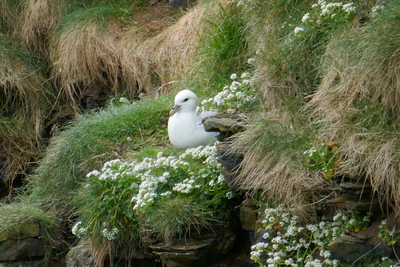 Fulmar, Mull Head