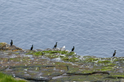 Shags,Mull Head