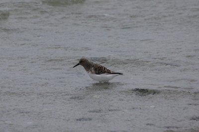 Sanderling, Sanday