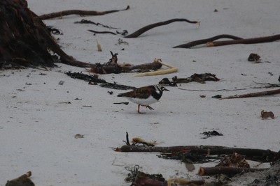 Turnstone, Sanday