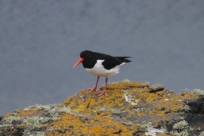Oyster Catcher, Yesneby