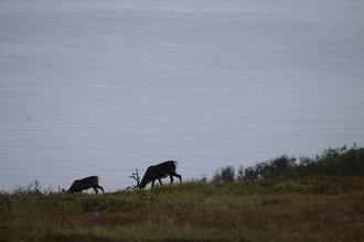 Reindeer on Husfjellet