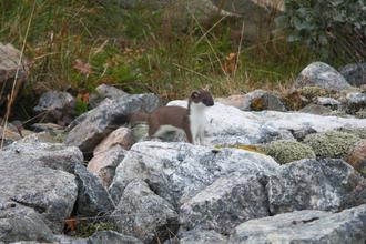 Stoat
